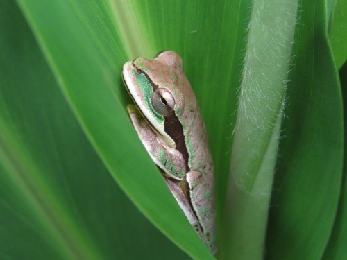 Masked Tree Frog, photo 5 of 10