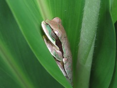 Central American Smilisca photo 5