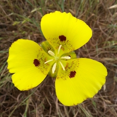 Calochortus luteus