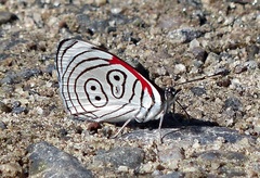 Diaethria neglecta neglecta
