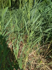 Phragmites australis