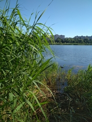Phragmites australis