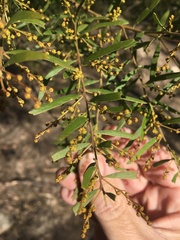 Acacia fimbriata