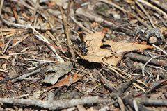 Ammophila sabulosa