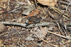Ammophila sabulosa