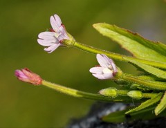 Epilobium glandulosum