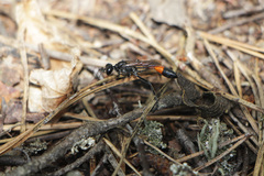 Ammophila sabulosa