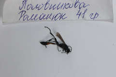 Ammophila sabulosa