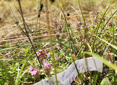 Ammophila sabulosa
