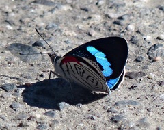 Diaethria neglecta neglecta