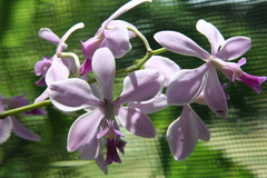 Encyclia dichroma