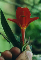 Columnea nicaraguensis image