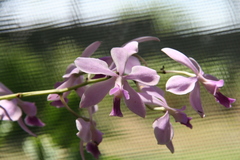Encyclia dichroma