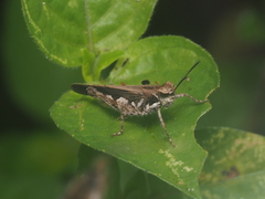 Acrididae