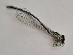 Platycnemis pennipes