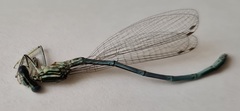 Platycnemis pennipes