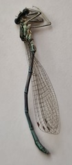 Platycnemis pennipes
