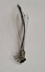 Platycnemis pennipes