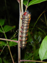 Hemileuca maia