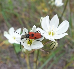 Anastrangalia laetifica