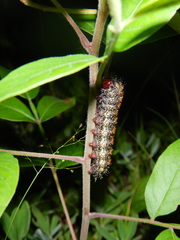 Hemileuca maia