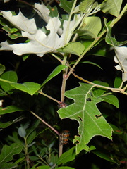 Hemileuca maia