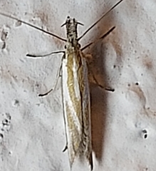 Pleurota honorella