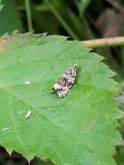 Syricoris