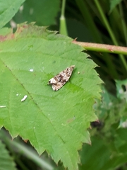 Syricoris