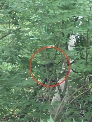 Pipilo erythrophthalmus