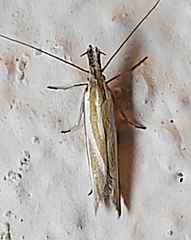 Pleurota honorella