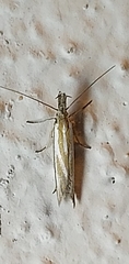 Pleurota honorella