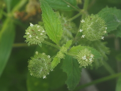 Hyptis capitata