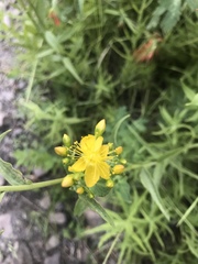 Hypericum scouleri
