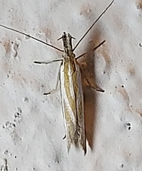 Pleurota honorella