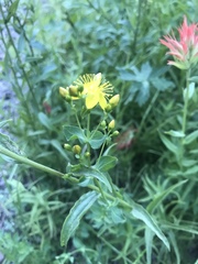 Hypericum scouleri