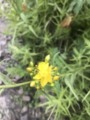 Hypericum scouleri