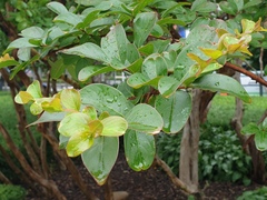 Lagerstroemia indica