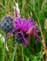 Zygaena minos