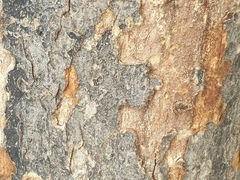 Zelkova serrata