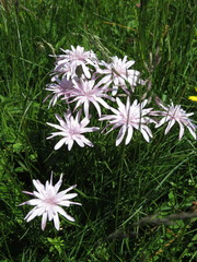 Scorzonera rosea