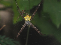 Argiope appensa