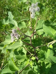 Arctium tomentosum