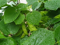 Cercis chinensis