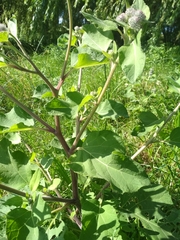 Arctium tomentosum