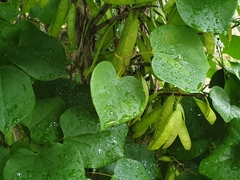 Cercis chinensis