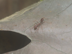Oecophylla smaragdina