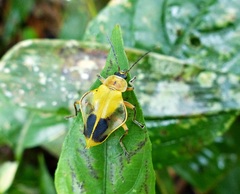 Chauliognathus expansus