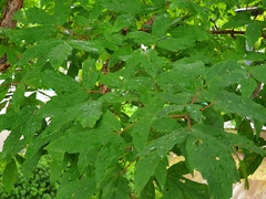 Acer triflorum
