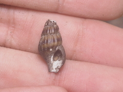 Anentome helena